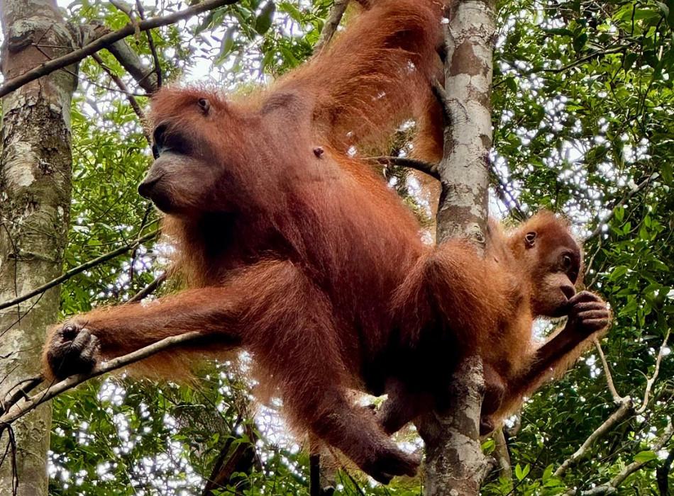 Bukit Lawang 