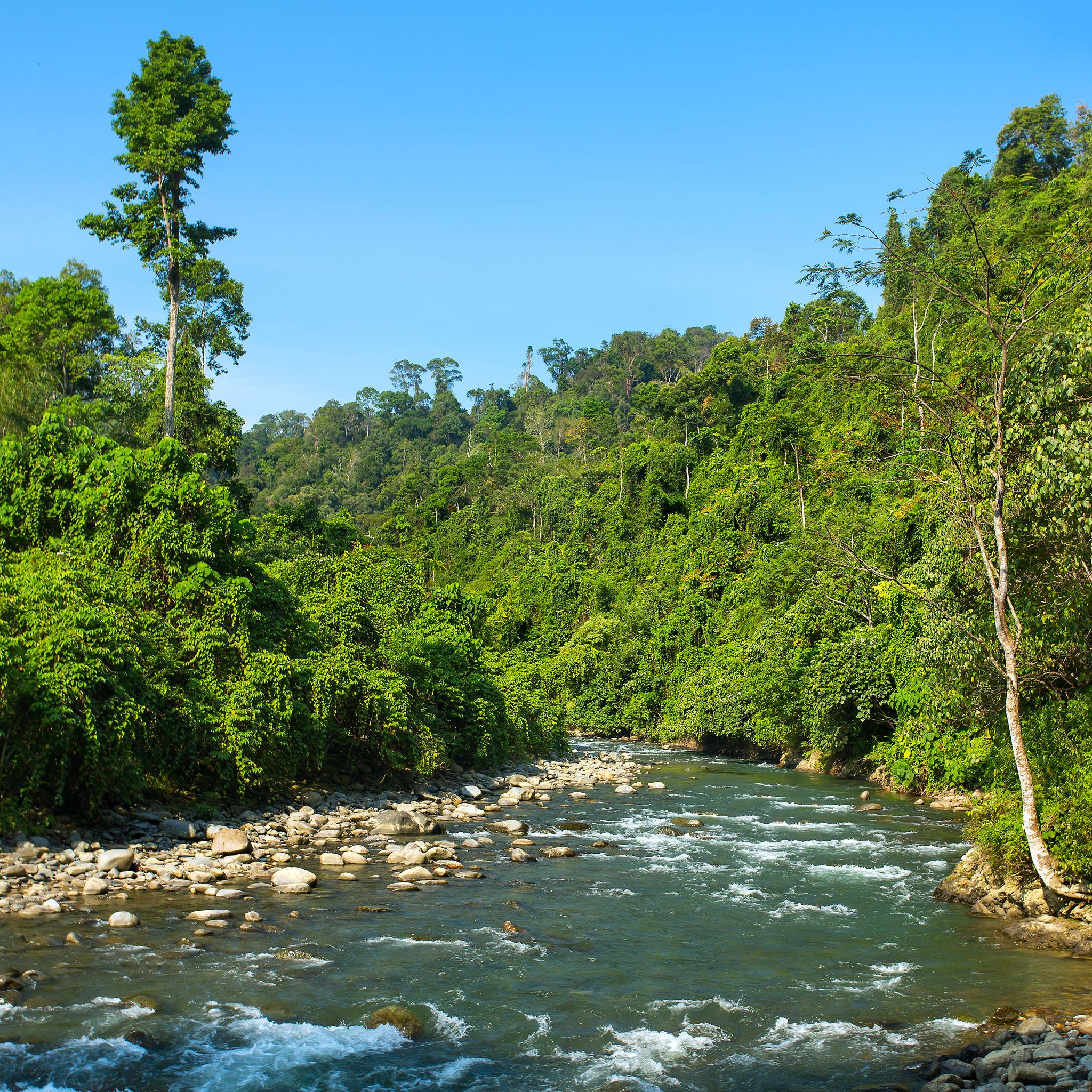 Bukit Lawang  — slide 3