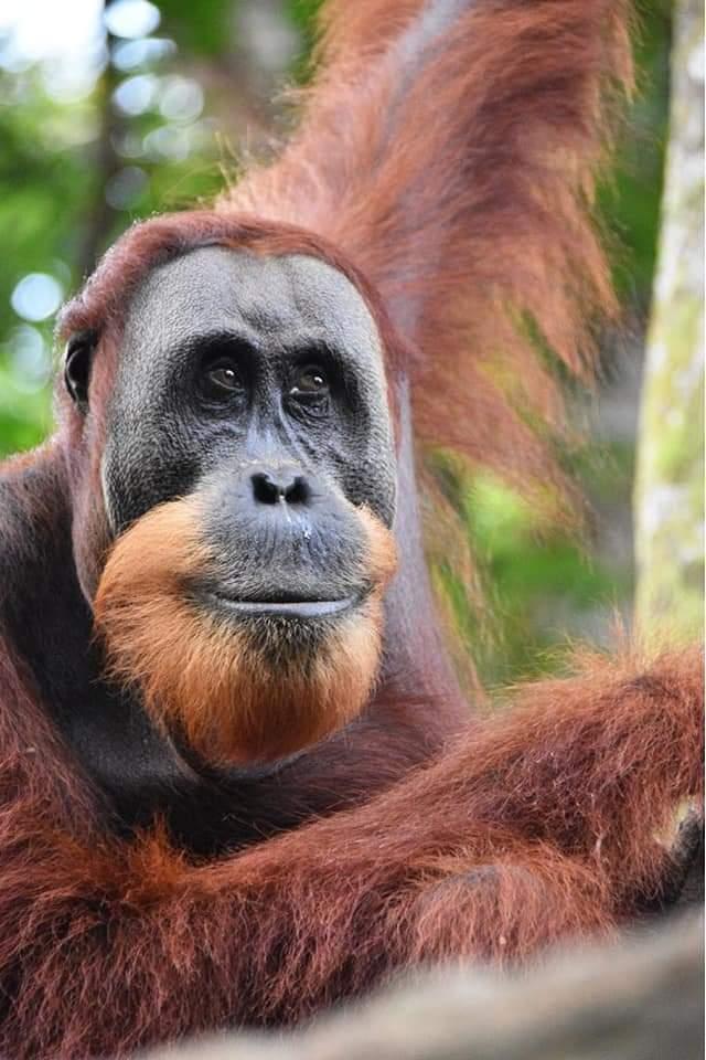 Bukit Lawang  — slide 4