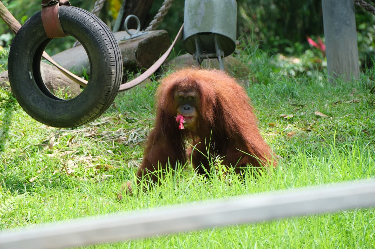 Orangutan Haven  — slide 2